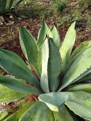 Agave ×