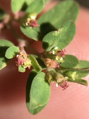 Euphorbia blodgettii