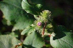 Arctium lappa