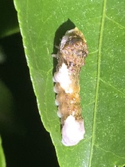 Heraclides cresphontes