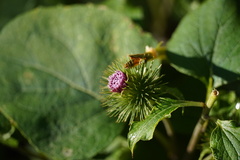 Arctium lappa