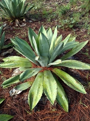 Agave ×