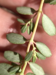 Euphorbia blodgettii