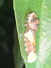 Heraclides cresphontes