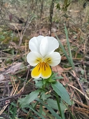 Viola arvensis