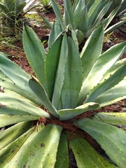 Agave ×