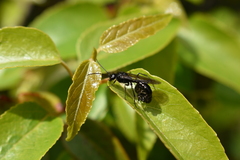 Elaphroptera nigripennis