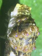 Heraclides cresphontes