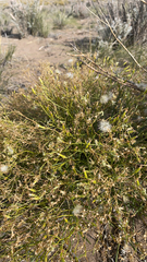 Pleurocoronis pluriseta