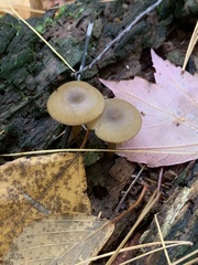 Arrhenia epichysium
