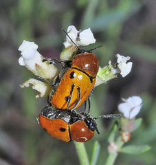 Cryptocephalus infirmior