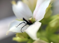 Dilophus pectoralis