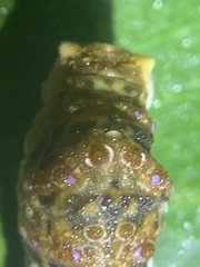 Heraclides cresphontes