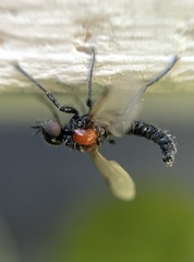 Dilophus pectoralis