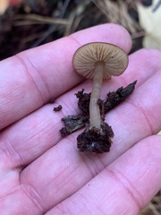 Arrhenia epichysium