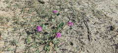 Abronia villosa villosa
