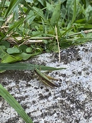 Orphulella concinnula