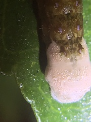 Heraclides cresphontes