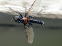 Dilophus pectoralis