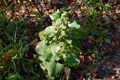 Arctium lappa