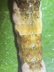 Heraclides cresphontes