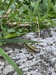 Orphulella concinnula