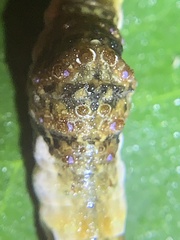 Heraclides cresphontes