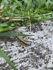 Orphulella concinnula