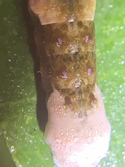 Heraclides cresphontes