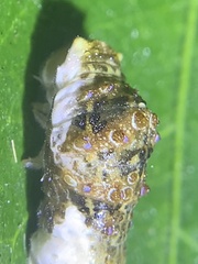 Heraclides cresphontes