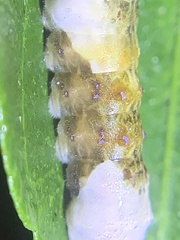 Heraclides cresphontes