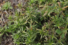 Thymus odoratissimus