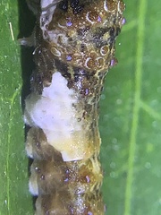 Heraclides cresphontes