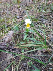 Viola arvensis