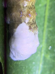 Heraclides cresphontes