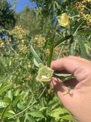 Passifloraceae
