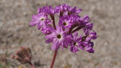 Abronia villosa villosa