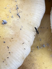 Brachyponera chinensis