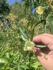 Passifloraceae