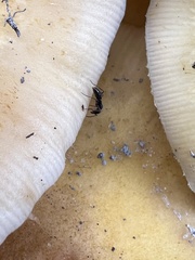 Brachyponera chinensis