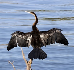 Anhinga rufa rufa