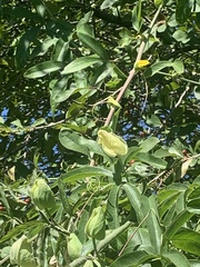 Passifloraceae