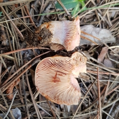 Lactarius sanguifluus