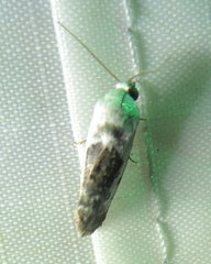 Acontiini