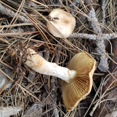Pholiota lenta