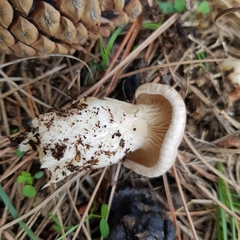 Clitopaxillus alexandri