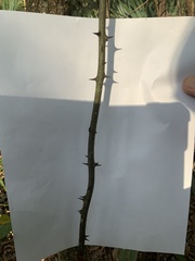 Smilax bona-nox