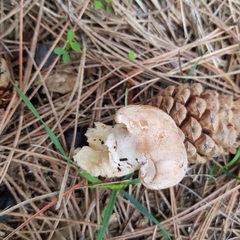 Clitopaxillus alexandri