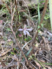 Caladenia