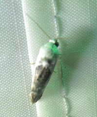 Acontiini